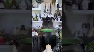 Black cat #cat #cuteecats #cutecat #funny #funnyanimal #cutecates #cutespets