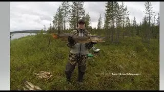 Щука конец июля 2019