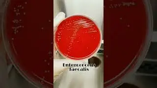 LABLIFE🔬♥️🧫👩‍⚕️
