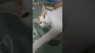 The cat is relaxing on his bed looking so cute 