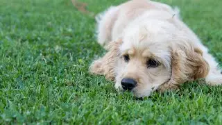 Caring for Your Cocker Spaniel The Essential Guide to Grooming