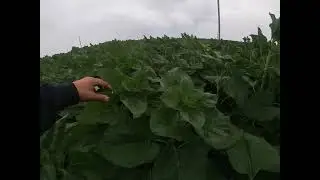 Сортовой подсолнечник 