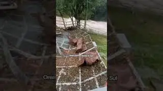 Oremos pelo Rio Grande do Sul❤️🙏