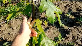 Green works in May on 1-year-old vines with vigorous growth - Guyot management