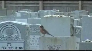 The Bird