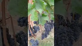 Обзор технического сорта винограда Пино Нуар.