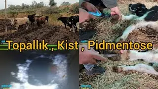 VETERİNER HEKİMİN BİR GÜNÜ/CEYHAN 