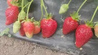 клубника Альба. Радости и разочарования.