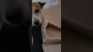BARUDOY ASPIN & ASKAL DOG #asmr #dog #doglover #askaldog #aspin