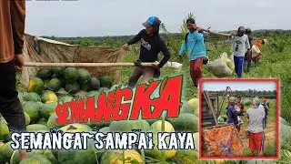 Perjuangan Pencari Nafkah Para Petani Semangka ,