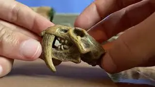 Safari Ltd Prehistoric Mammal Skulls Toob