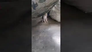 Kitten's Play