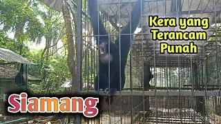 SUARA KHAS SIAMANG ‼️ Jeritannya Bangunin Warga Satu Kampung