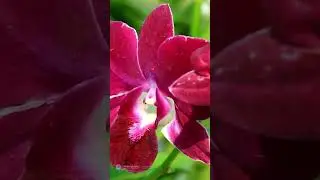Mindful Minute | Orchid Meditation for Inner Elegance & Presence #shorts