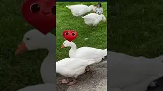 GEESE ON THE ROAD | AMAZINGLY MIRA | #SHORT