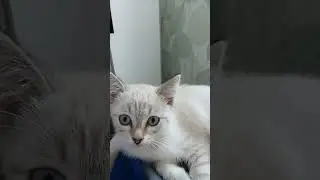 Нюся#киска#тайская#2,5 месяца#охотница