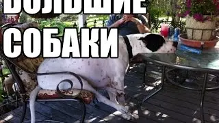 А вам нравятся большие собаки?