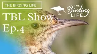 TBL Show Episode 4 | The Birding Life