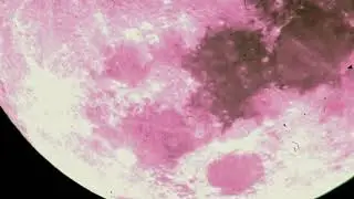 The Moon, august 2019