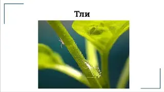 Тли