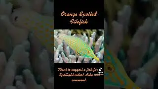 Spotlight: Orange Spotted Filefish