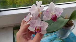 P. Little Gem Stripes. Цветущее растение из группы 