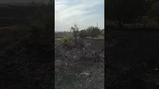 Акация и аморфа сгорели