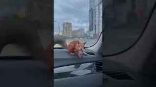 Белка Уля едет на дачу😊 #squirrel #белка #белкауля #belkinuley