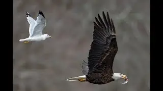 Eagle Dive Haze 2