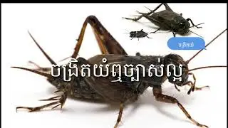 សម្លេងសត្វចង្រិតយំលឺ(ឮ)ច្បាស់ល្អ