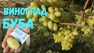 ВИНОГРАД БУБА