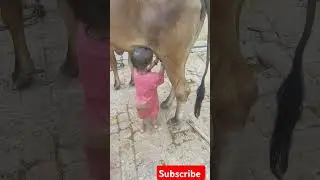 गौ माता की कृपा से सब काम हो रहा है l #video #viral #bhajan