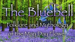Bluebell. The May Day flower: Folklore, Symbolism and Mythology of the Fairy Bell (Happy Beltaine)