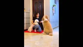 Everyone Stopped Loving This Dog, Except Grandma 