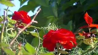 Rosas y Espárragos en el Huerto