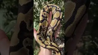 You gotta have Harlequin in the mix #harlequinballpython #ballpython #ballpythonmorph #fealysclutch