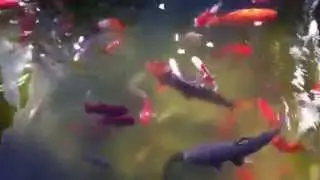 Рыбки