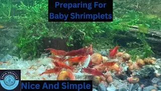 Preparing For Baby Shrimplets How to be ready