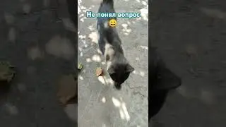 Не понял вопрос #котикисмешные #cat #коти #жизнь #юмор #кіт #кот #работа #настроение #смешныевидео