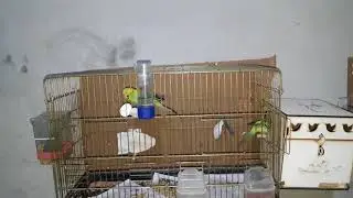 Aboneye özel petshop  gezecem