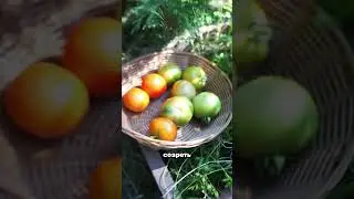 Дозаривание зелёных томатов