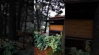 Meşədə Məscid