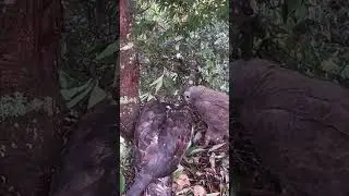 Honey Buzzard, Mother Eagle was drenched in heavy rain, but Father Eagle brought back the pupae蜂鹰