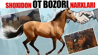 Shoxidon OT BOZORI NARXLARI | Namangan | Eng zo'r otlar