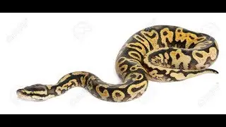 Basic Snake game in python using pygame