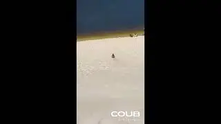 Sand Surfer #shorts