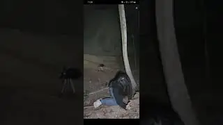 Horror video, Bigo live Horror movie, bigo trend