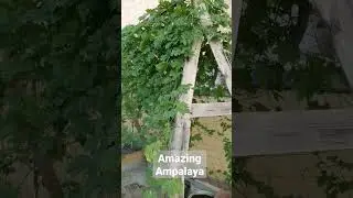 Make it Bitter Gourd #agaderfarmland #shorts #shortsvideo #ampalaya