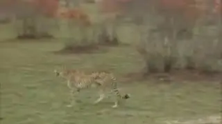 Касуля сделала вещи