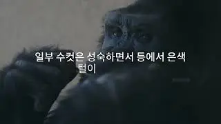 고릴라의 특징Discovering Gorilla Characteristics 1